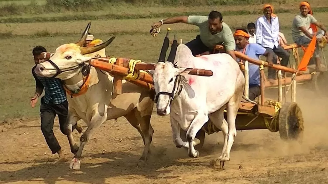 The Global Times | बैलगाडा शर्यतीला मिळाला हिरवा कंदील